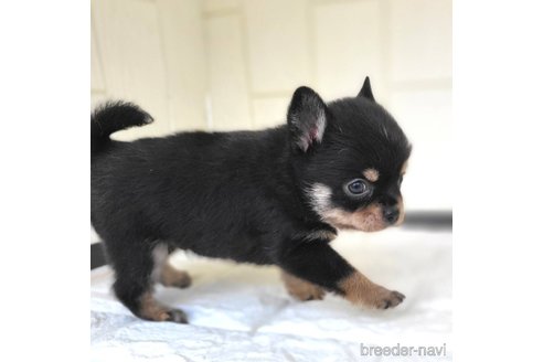 成約済の茨城県のミックス犬-339883の9枚目