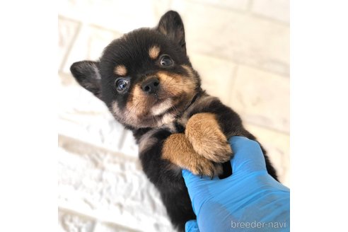 成約済の茨城県のミックス犬-339883の10枚目