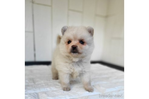 成約済の茨城県のミックス犬-339885の4枚目