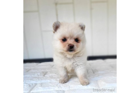 成約済の茨城県のミックス犬-339885の2枚目
