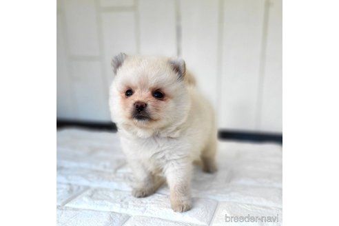 成約済の茨城県のミックス犬-339885の3枚目
