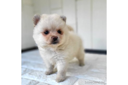 成約済の茨城県のミックス犬-339885の1枚目
