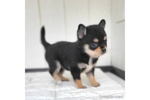 成約済の茨城県のミックス犬-339886の3枚目