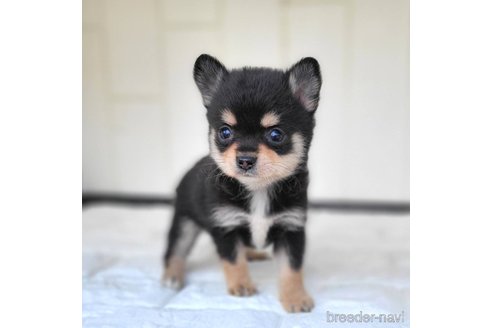 成約済の茨城県のミックス犬-339886の4枚目