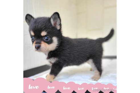 成約済の茨城県のミックス犬-339886の1枚目