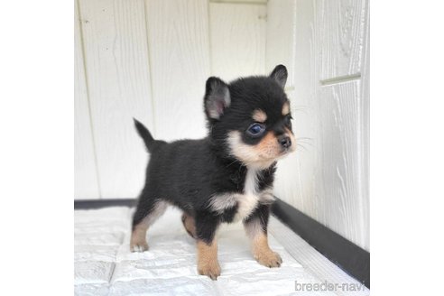成約済の茨城県のミックス犬-339886の5枚目