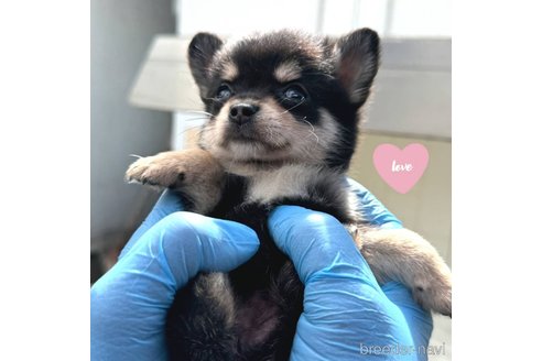 成約済の茨城県のミックス犬-339886の2枚目
