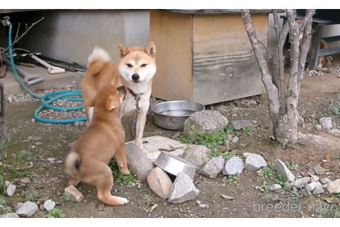 成約済の佐賀県の豆柴-339170の6枚目