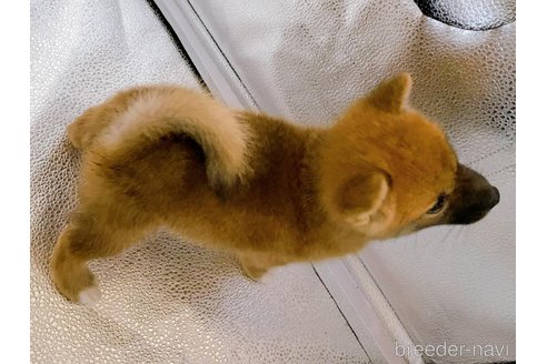 成約済の東京都の豆柴-339900の5枚目