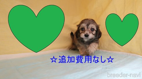 成約済の東京都のマルックス:マルチーズ×ミニチュアダックスフンド-339901の1枚目