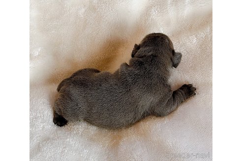 成約済の山口県のフレンチブルドッグ-339902の17枚目