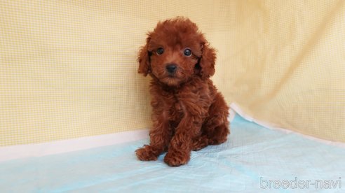 成約済の東京都のトイプードル-339907の6枚目