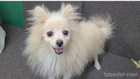 成約済の東京都のミックス犬-312790の10枚目