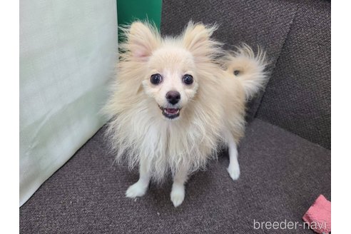 成約済の東京都のミックス犬-312790の9枚目
