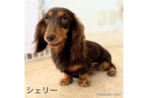 シェリーちゃん1枚目
