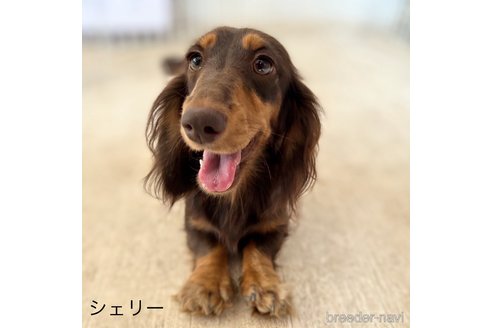 シェリーちゃん1枚目