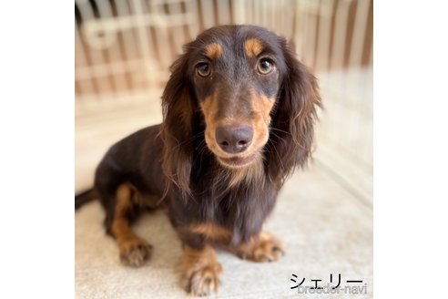 シェリーちゃん1枚目