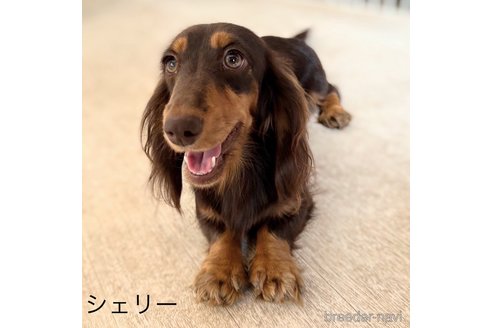 シェリーちゃん1枚目