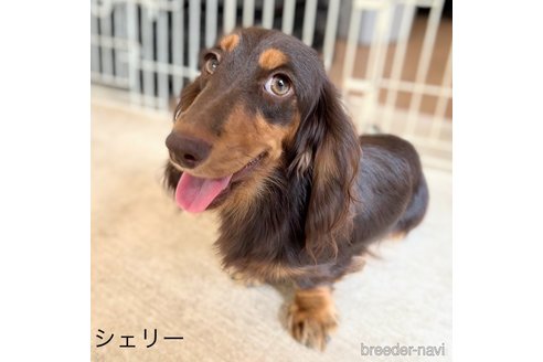シェリーちゃん1枚目