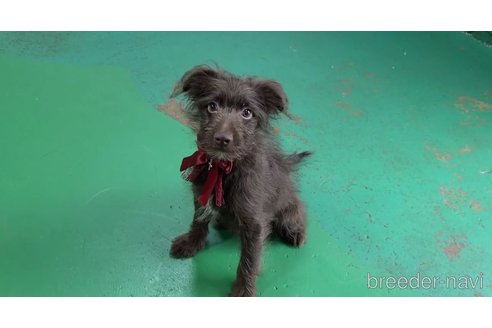 成約済の東京都のミックス犬-313000の9枚目