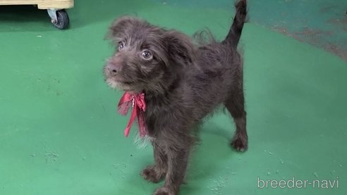 成約済の東京都のミックス犬-313000の8枚目