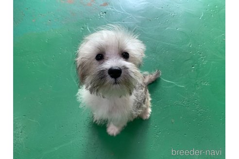 成約済の東京都のミックス犬-319289の3枚目