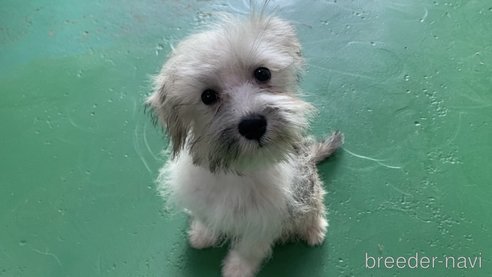 成約済の東京都のミックス犬-319289の1枚目