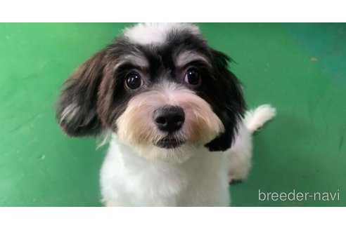 成約済の東京都のミックス犬-294837の10枚目
