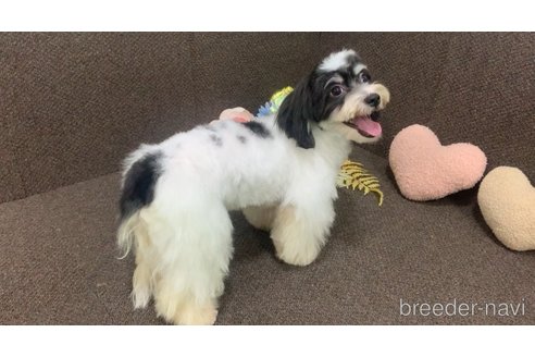 成約済の東京都のミックス犬-294837の9枚目