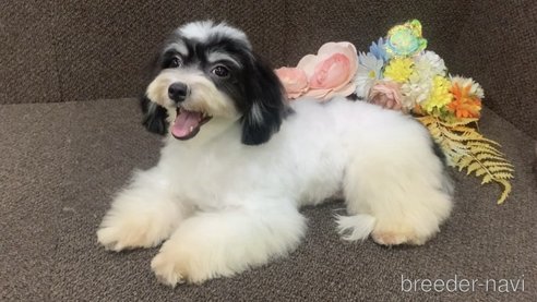 成約済の東京都のミックス犬-294837の8枚目