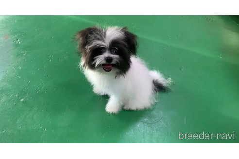 成約済の東京都のミックス犬-301757の5枚目