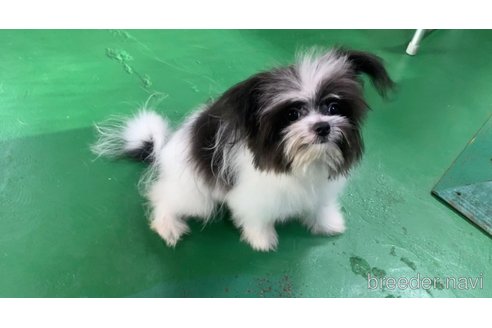 成約済の東京都のミックス犬-301757の4枚目