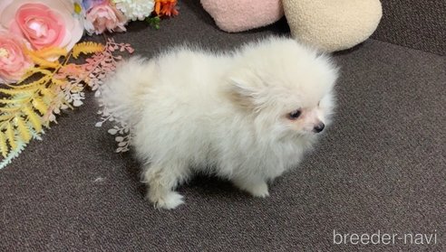 販売中の東京都のポメラニアン-325902の17枚目