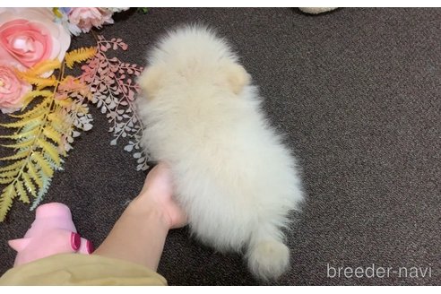 販売中の東京都のポメラニアン-325902の15枚目