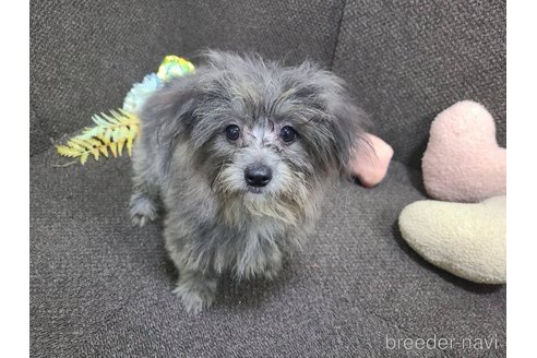 成約済の東京都のミックス犬-303776の9枚目