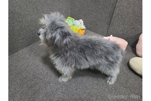 成約済の東京都のミックス犬-303776の11枚目