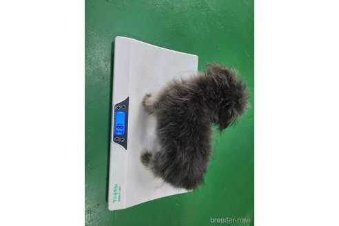 成約済の東京都のミックス犬-303776の10枚目