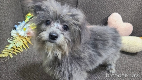成約済の東京都のミックス犬-303776の8枚目