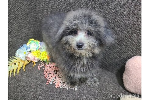 成約済の東京都のミックス犬-303790の6枚目