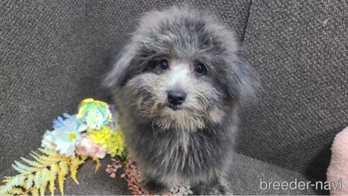 成約済の東京都のミックス犬-303790の5枚目