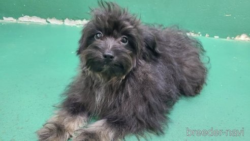 成約済の東京都のポメプー:ポメラニアン×トイプードル-311438の24枚目
