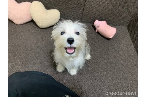 成約済の東京都のミックス犬-313112の8枚目