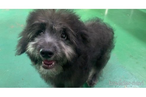 成約済の東京都のミックス犬-313005の6枚目