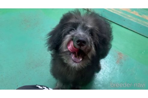 成約済の東京都のミックス犬-313005の5枚目