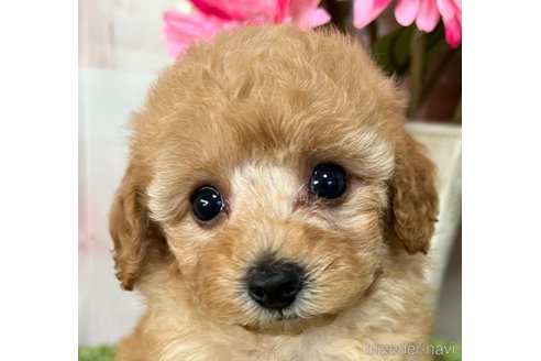 成約済の岡山県のティーカッププードル-339936の13枚目