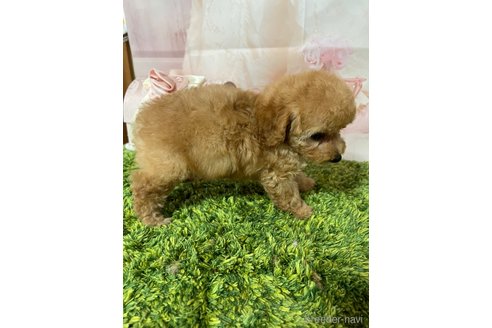 成約済の岡山県のティーカッププードル-339936の15枚目