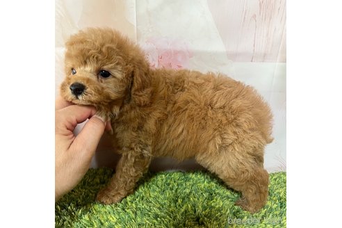 成約済の岡山県のタイニープードル-339937の12枚目