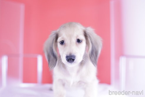 成約済の愛知県のミニチュアダックスフンド(ロングヘアード)-331647の2枚目
