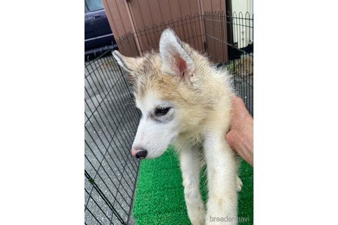 成約済の静岡県のシベリアンハスキー-339964