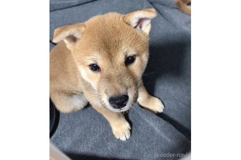 成約済の熊本県の柴犬-321675の5枚目